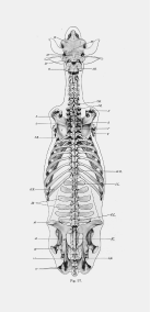 cow_anatomy_dorsal_skeletoncropwhitespace1